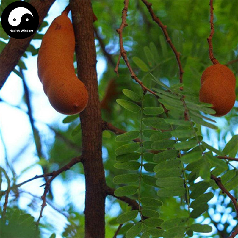 Tamarindus Indica Exotic Tamarind Seeds Pack Of 240 Perfect For Indoor Outdoor Cultivation - 2