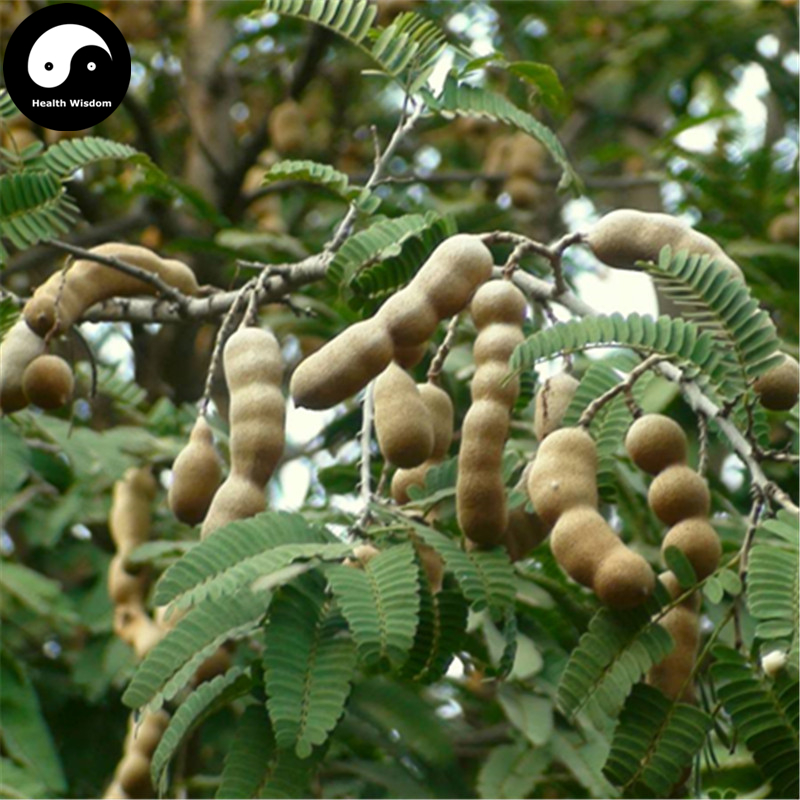 Tamarindus Indica Exotic Tamarind Seeds Pack Of 240 Perfect For Indoor Outdoor Cultivation - 1