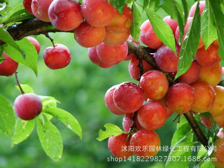 Organic Plum Seeds Pack For Fruit Bearing Trees High Yield Nongmo 5pcs - 2