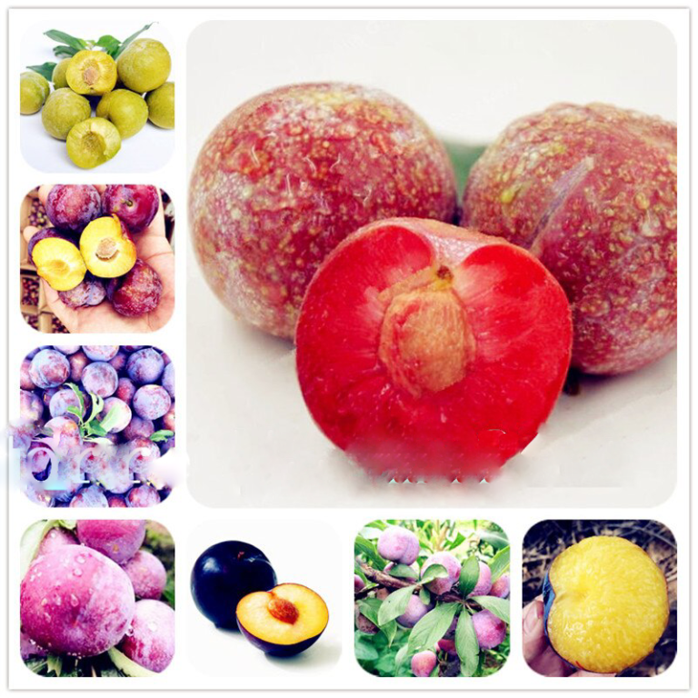 Organic Juicy Plum Tree Seeds 10pcs Free