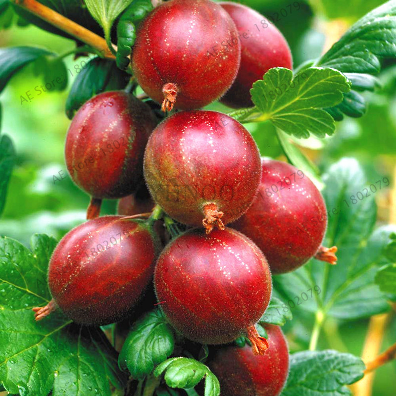 100pcs Organic Nongmo Gooseberry Seeds For Fruit Production And Landscape Beautification - 3