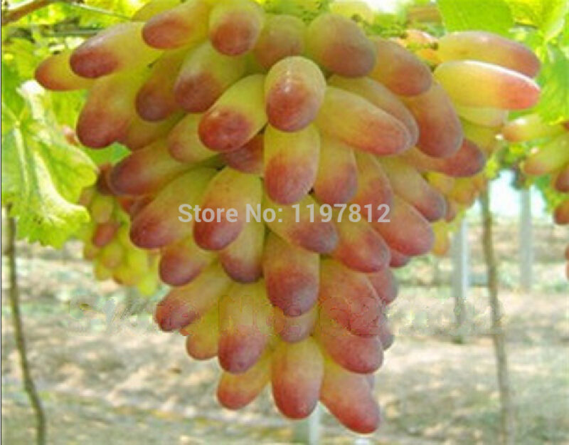 alternate grape gs