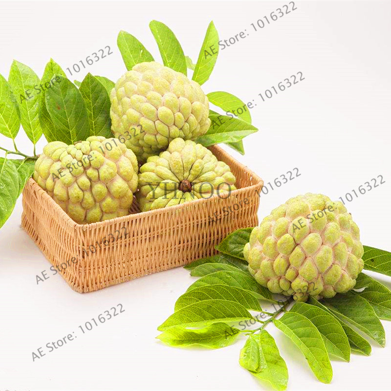 Exotic Buddhas Head Cherimoya Tree Seeds 2pcs Tropical Fruit Growing Kit For Outdoor Landscaping - 5