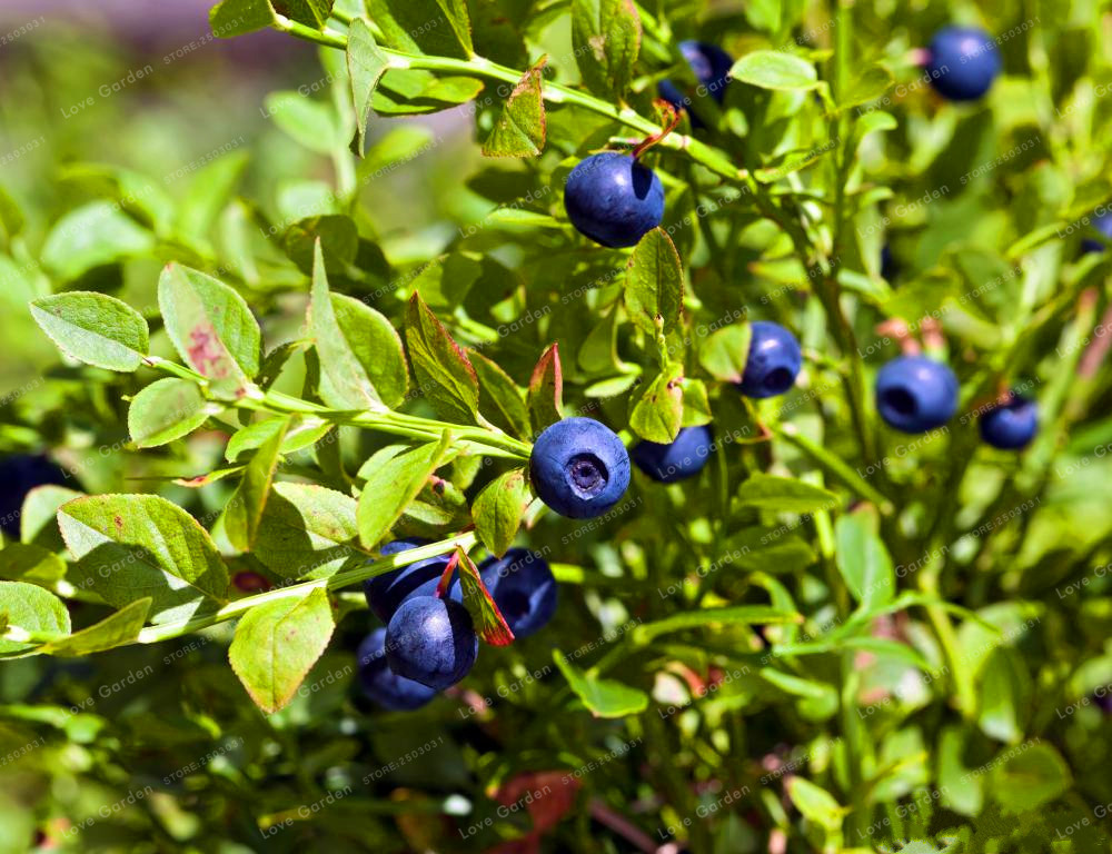 100piece Pack Of Organic Blueberry Seeds For Sustainable Fruit Farming - 2