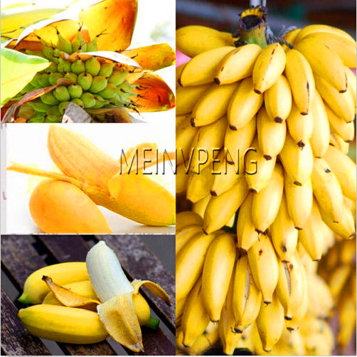 Tropical Miniature Banana Tree Seeds 100 Pack Fruit Bearing Easy Grow Indooroutdoor Use - 1