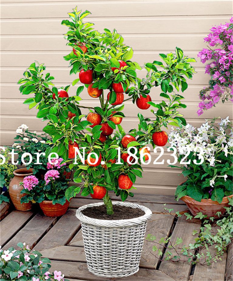 Organic Sweet Apple Seeds Pack Of 100 Free