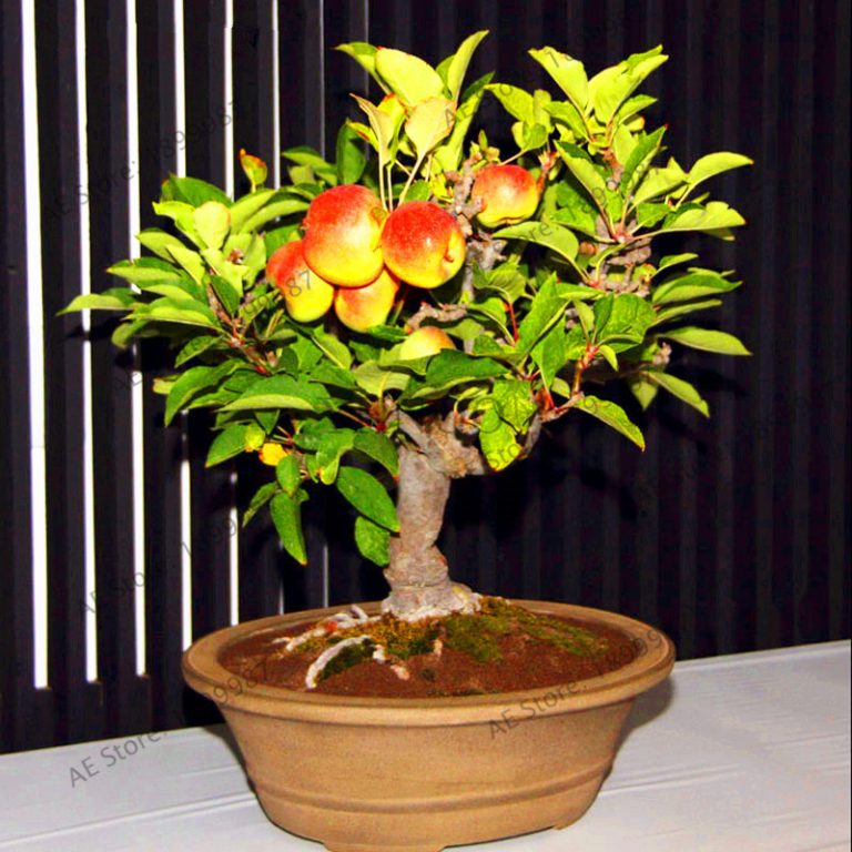 Organic Apple Tree Seeds Pack Of 20 Free