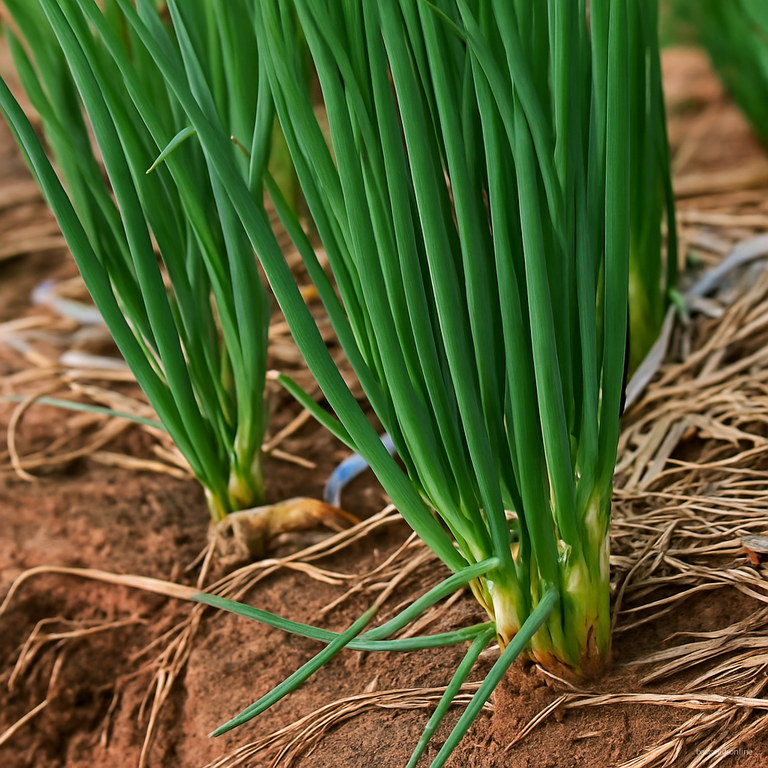 Quality Organic Shallot Seeds Pack100 Free Shipping Worldwide