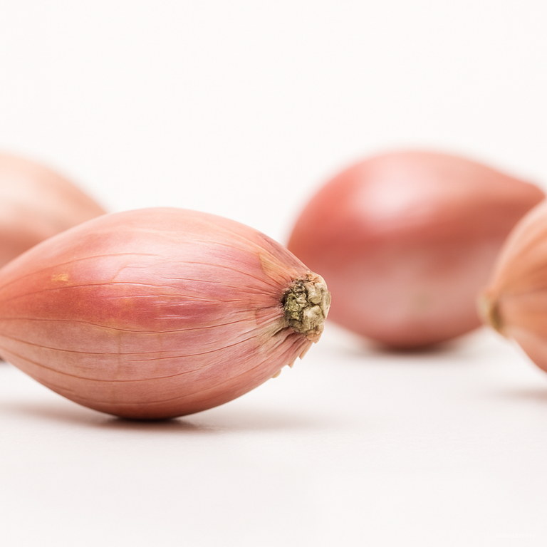 Quality Organic Shallot Seeds Pack100 Free Shipping Worldwide