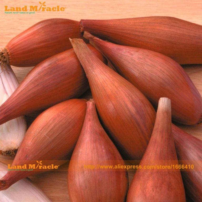 Quality Organic Shallot Seeds Pack100 Free