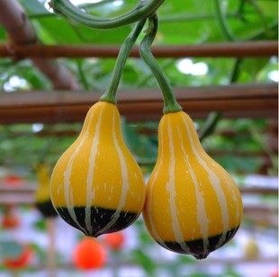 20piece Organic Pumpkin Seed Pack For Healthy Vegetable Growth On Your Patio - 1