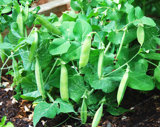 Pack Of 10 Quality Sweet Peas Seeds For Beautiful Blooming Flowers - 1