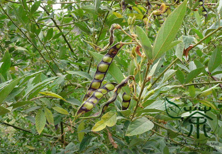 50pcs Pigeon Pea Seeds For Organic Vegetable Farming Sustainable Agriculture Healthy Cooking Vegan Cuisine - 10