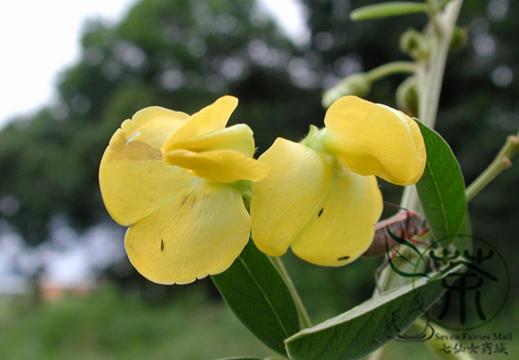 20piece Pack Lathyrus Odoratus Fragrant Sweet Pea Flower Seeds For Outdoor Cultivation - 6