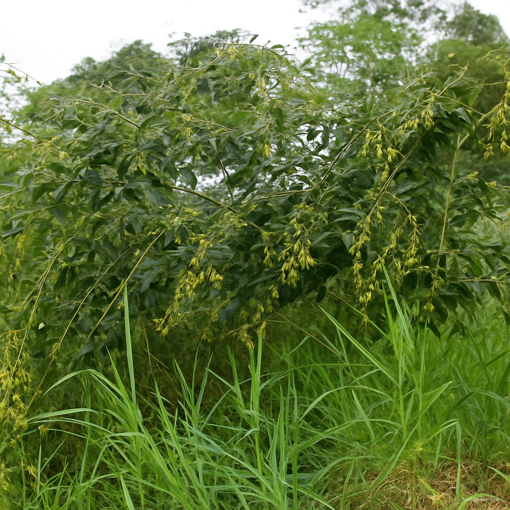 50pcs Pigeon Pea Seeds Free Shipping Worldwide