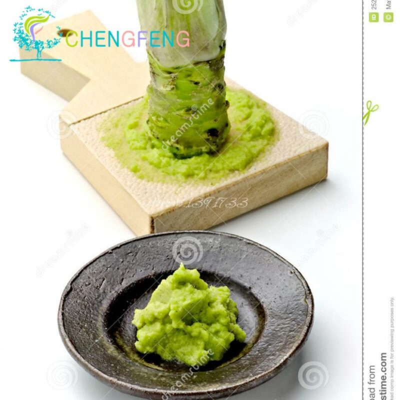 50pcs Quality Wasabi Horseradish Seeds Free