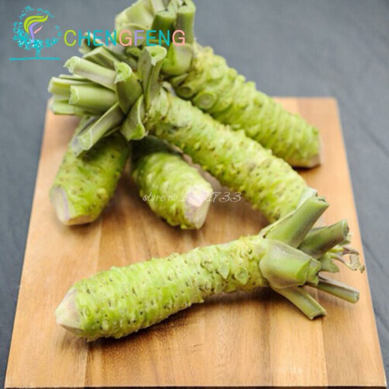 50pcs Quality Wasabi Horseradish Seeds Free