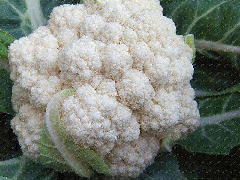 200pcs Quality Organic Cauliflower Seeds For Healthy Vegetable Gardening And Farming - 4