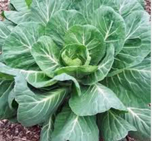 Buy 100piece Quality Heirloom Collard Greens Seeds For Organic Vegetable Farming - 1