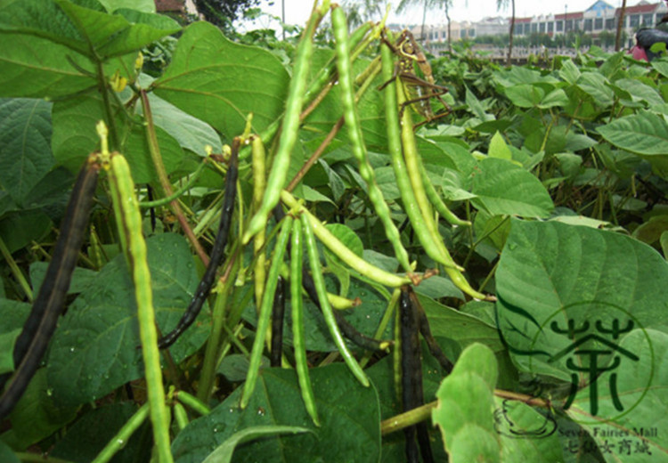 Mung Bean Seeds Pack 100 Pieces Ideal For Indoor And Outdoor Cultivation High Germination Rate - 10