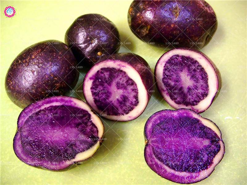 100 Pack Purple Sweet Potato Seeds For Organic Vegetable Growing Ideal For Healthy Cooking - 1