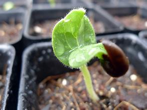 100 颗优质红秋葵种子用于户外种植有机蔬菜种植 - 1