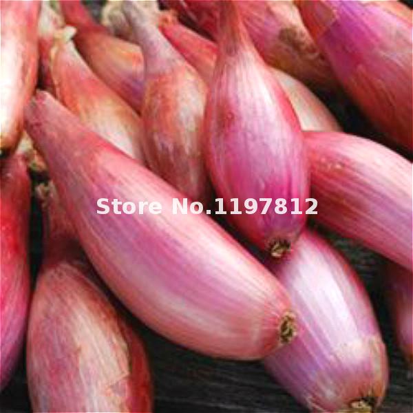 100piece Set Of Quality Red Onion Seeds For Organic Vegetable Growing - 3