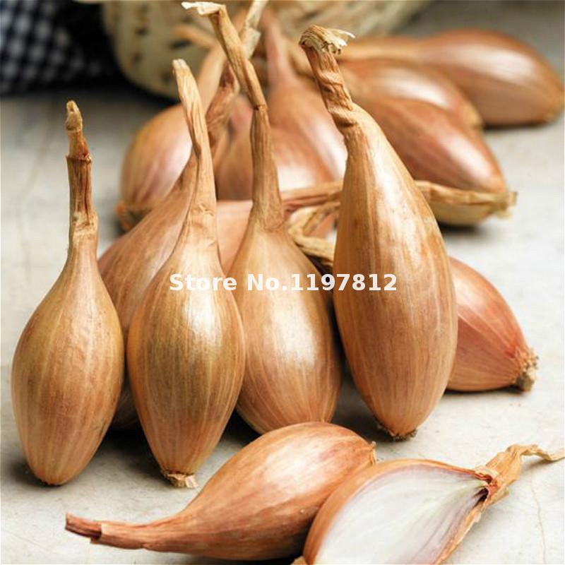 100piece Set Of Quality Red Onion Seeds For Organic Vegetable Growing - 2