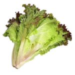 100pcs Romaine Lettuce Seeds