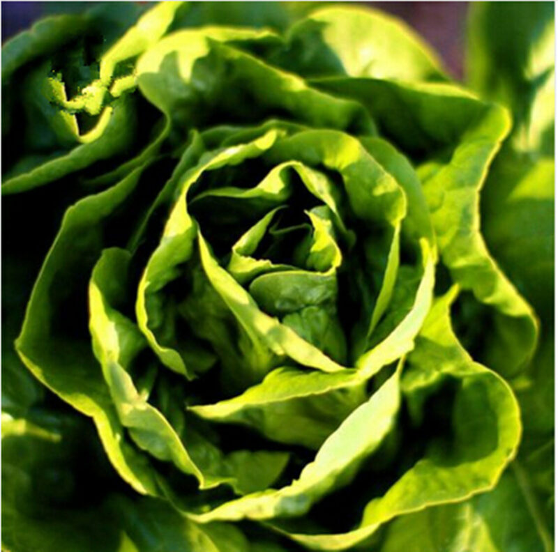 Butter Lettuce Seeds Pack 400pcs Free Shipping
