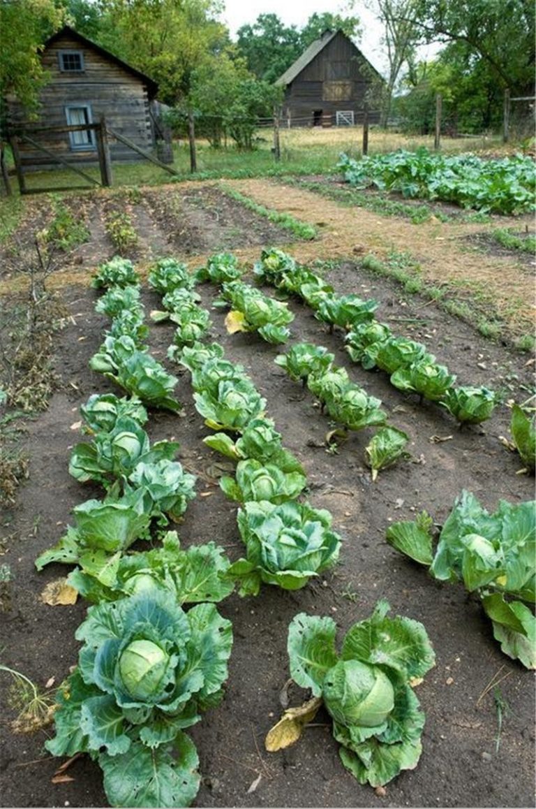 100pcs Dinosaur Kale Seeds Free Shipping Worldwide