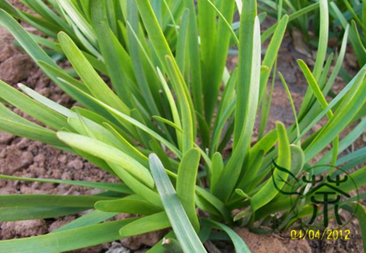 Quality Garlic Chives Seeds 300 Pieces For Indooroutdoor Cultivation Ideal For Herb Gardens Cooking - 9