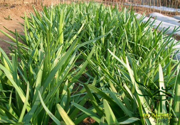 Quality Garlic Chives Seeds 300 Pieces For Indooroutdoor Cultivation Ideal For Herb Gardens Cooking - 8