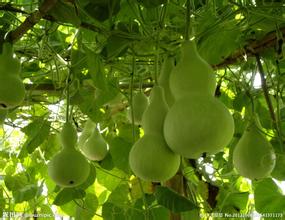 Quality Bottle Gourd Seeds Nourishing Healthy Easytogrow Ideal For Vegetable Gardening 10 Pieces Pack - 2