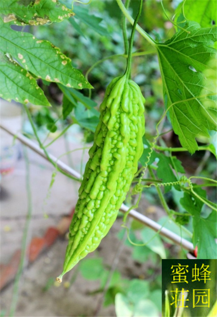 Organic Bitter Gourd Seeds 20 Pcs Perfect For Vegetation Healthy Greenhouse Vegetables - 4