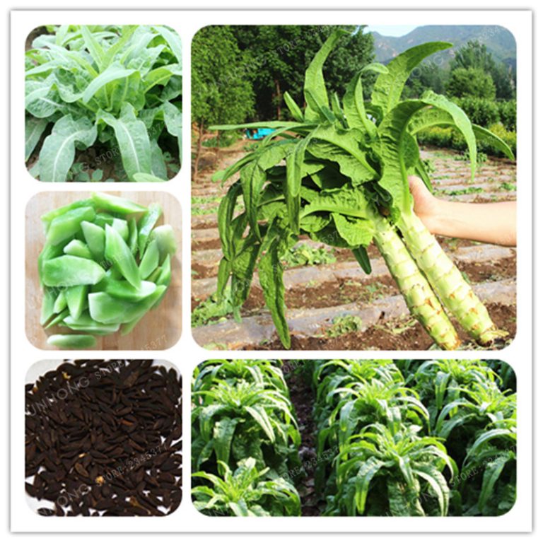 Asparagus Seeds 100piece Pack Free Shipping