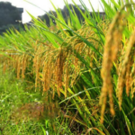 100pcs Rice seeds