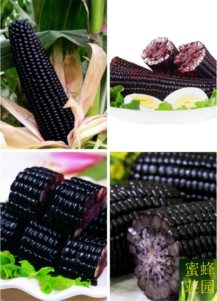 20piece Pack Of Delicious Nutritious Nongmo Black Glutinous Corn Seeds For Sustainable Farming - 3