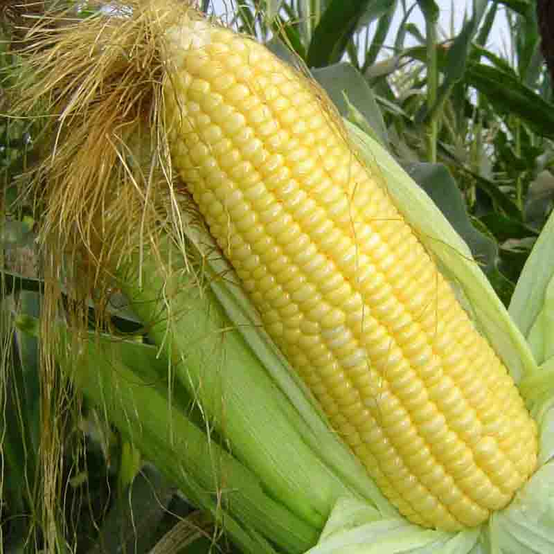 10pcs Quality Super Sweet Fruit Corn Seed Variety Pack For Outdoor Farming - 1