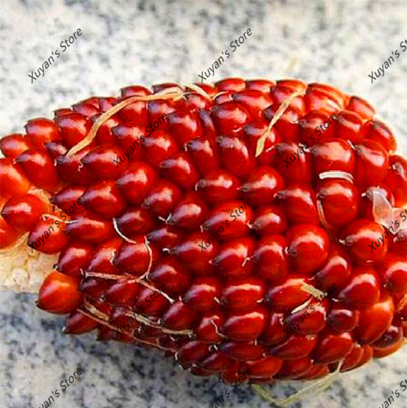 20pcs Red Corn Popcorn Seeds Nongmo Strawberry Flavor Ideal For Organic Farming And Gourmet Cooking - 4