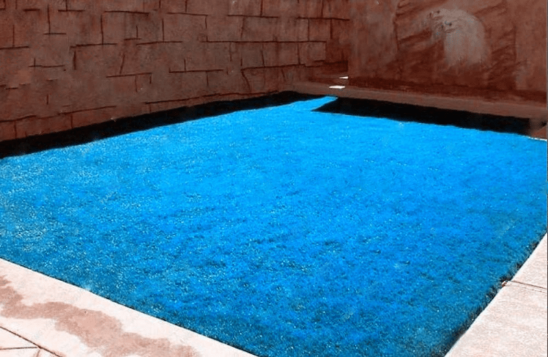 300pcs Zoysia Tenuifolia Blue Grass Seeds Collection Free Shipping Worldwide