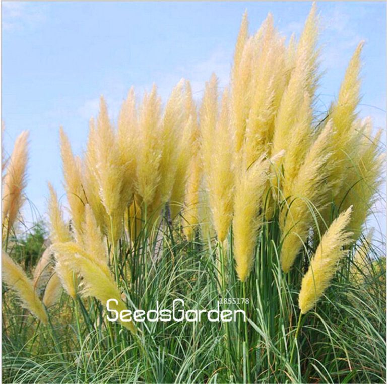 Ornamental Grass Seed at Free Shipping & Up to 70