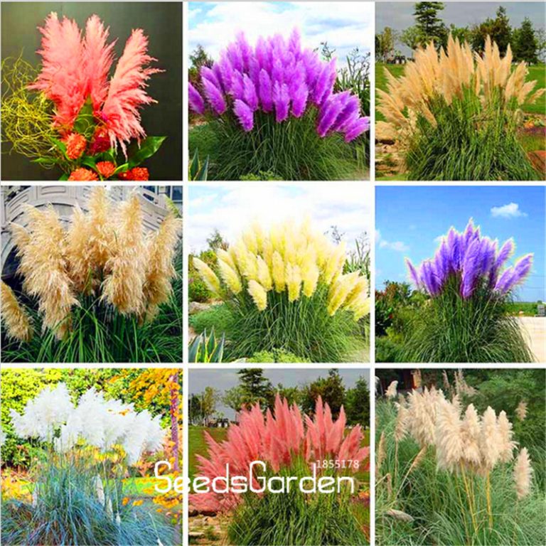 Ornamental Grass Seed at Free Shipping & Up to 70