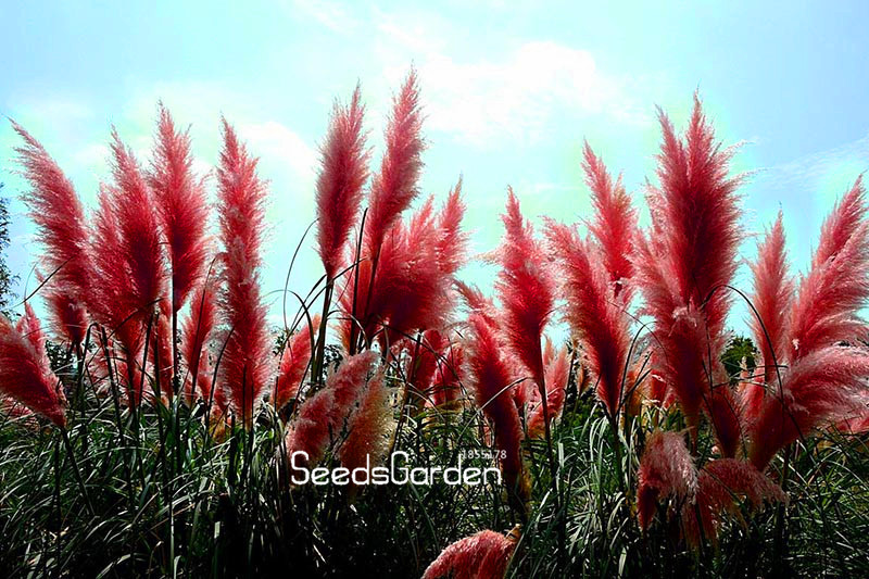 50pcs Exquisite Pampas Grass Seed Cortaderia For Landscaping Exterior Decor And Ecofriendly Spaces - 8