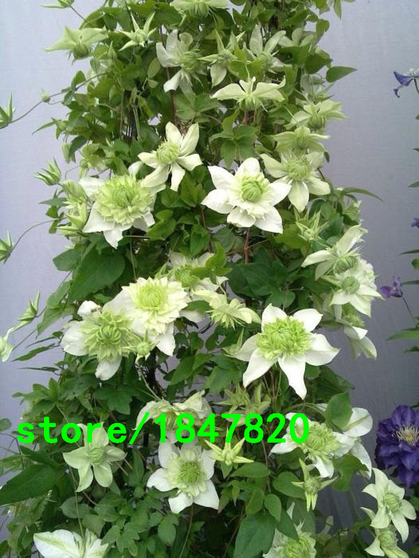 300pcs Exotic Clematis Flower Seeds For Outdoor Landscaping And Balcony Beautification - 2