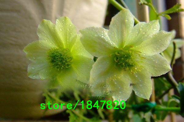 300pcs Exotic Clematis Flower Seeds For Outdoor Landscaping And Balcony Beautification - 3