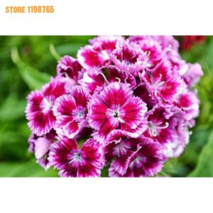 Dianthus Flower Seeds 200pcs Easy Grow Variety - BestSeedsOnline.com ...