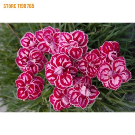 Dianthus Flower Seeds 200pcs Easy Grow Variety - BestSeedsOnline.com ...