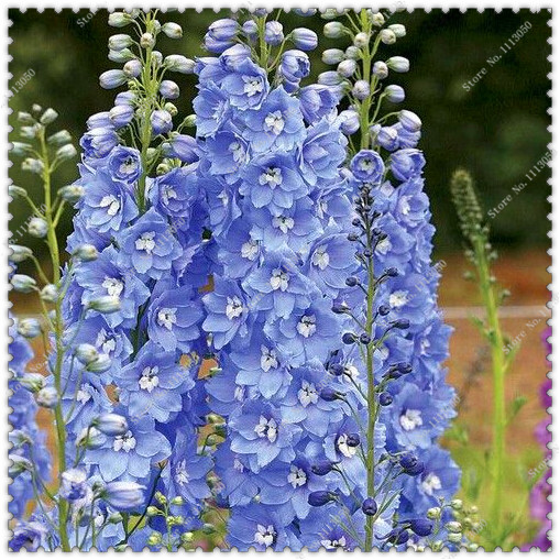 200pcs Mixed Colourful Delphinium Flower Seeds For Outdoor Landscaping Decoration - 4