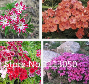 500pcs Phlox Flower Seeds For Outdoor Landscaping Vibrant Colors Easy To Grow - 8